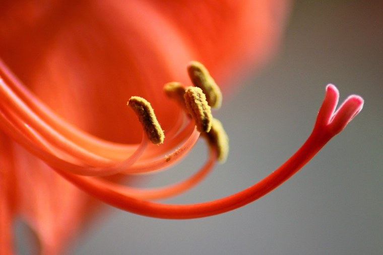 Пестики и тычинки у цветка