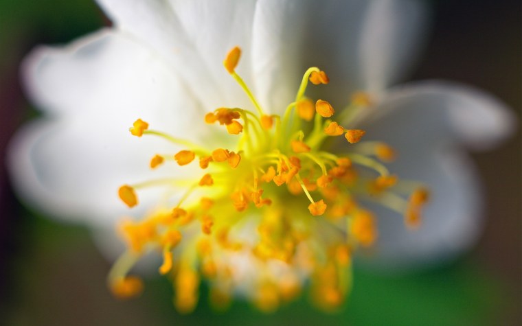 Тычинка цветка