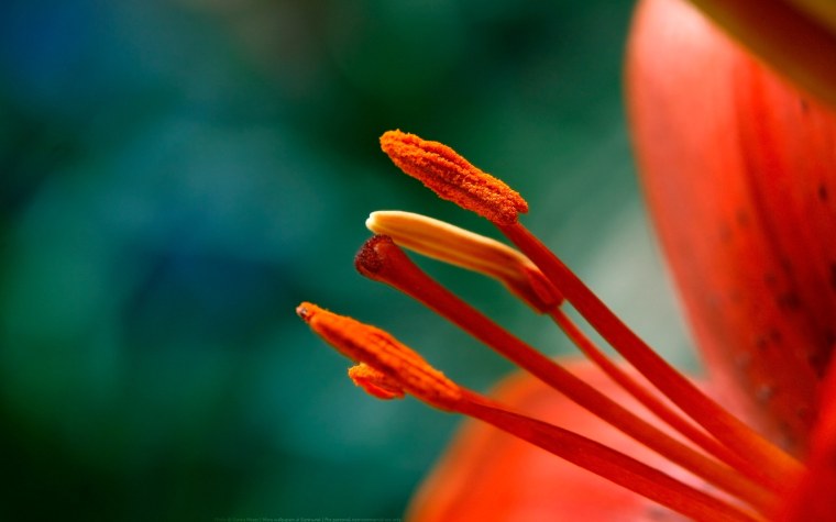 Лепестки и тычинки