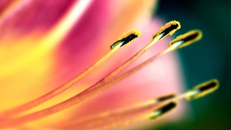 Лилейные тычинки