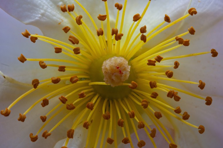 Срез тычинки