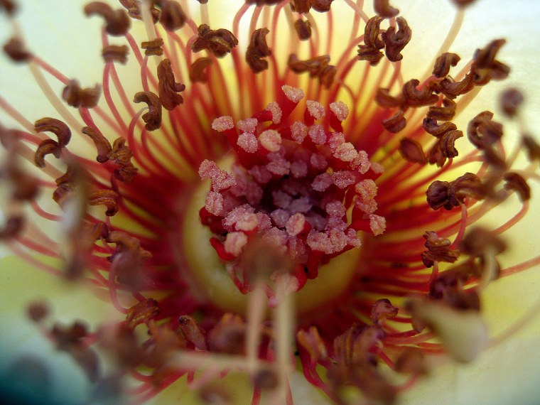 Цветок гибискус малиновый