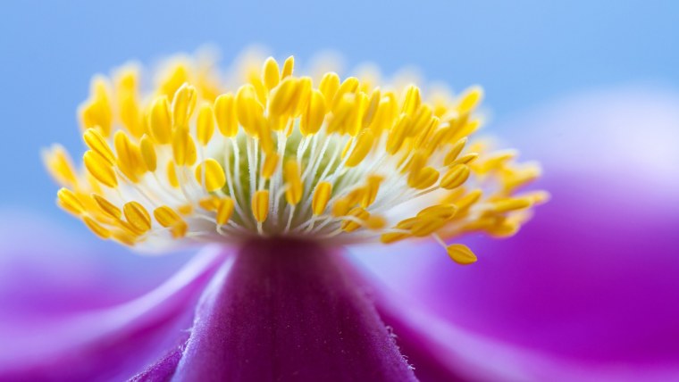 Белый цветок с желтой тычинкой