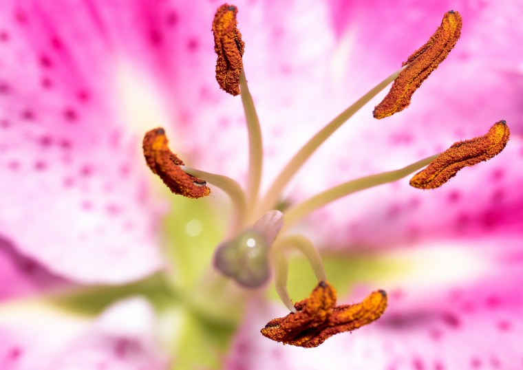 Тюльпан тычинки и пестик