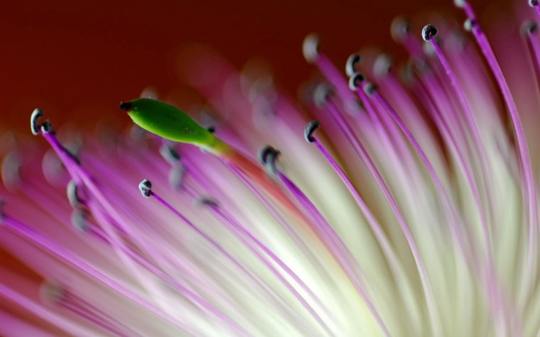 Экзотические цветы с тычинками