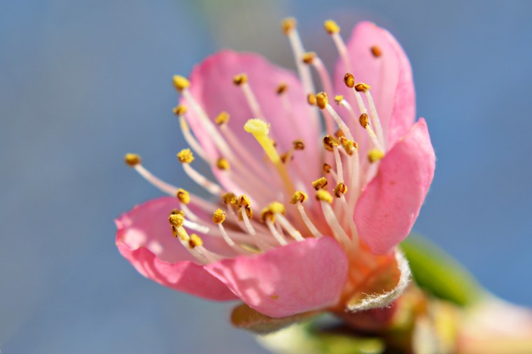 Тюльпан тычинки и пестик