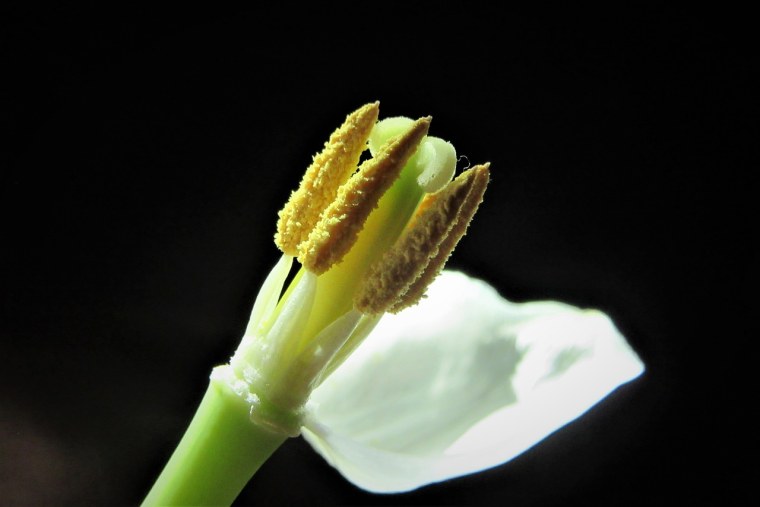 Тычинка у растений