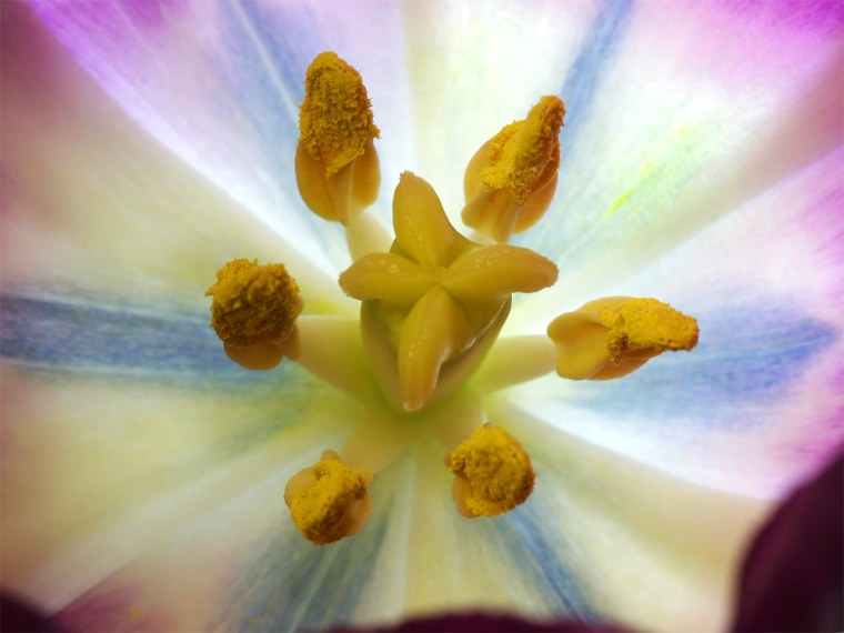 Розовый цветок с пестиками