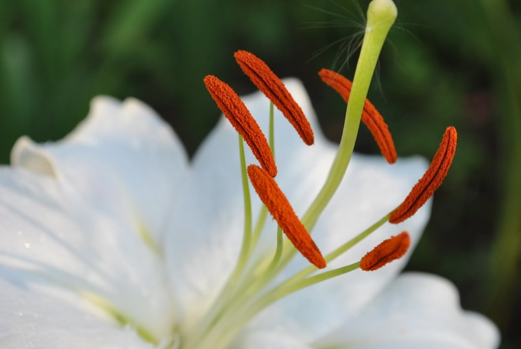 Лилия пестик