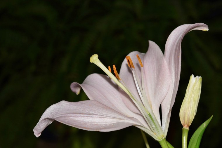 Пыльца макро