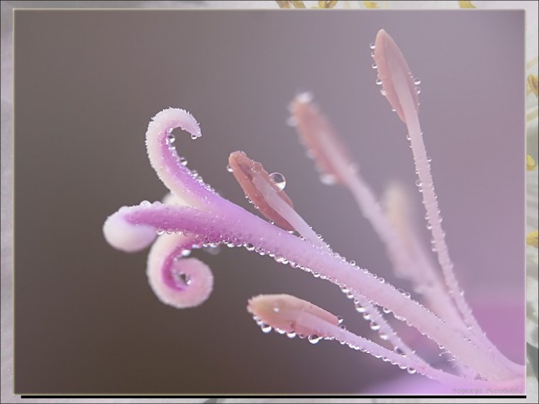 Тычинка цветка