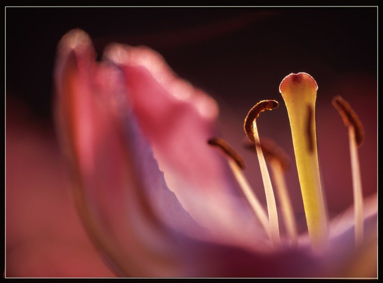 Цветок с длинным пестиком