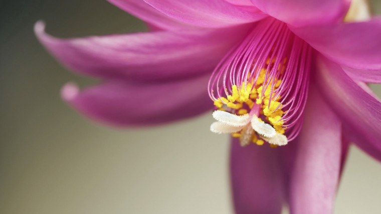 Лилия пестик и тычинки