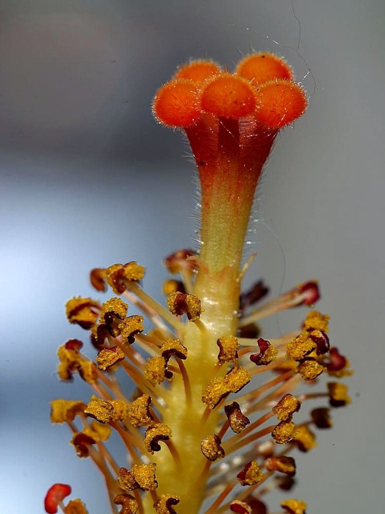 Тычинки амариллиса