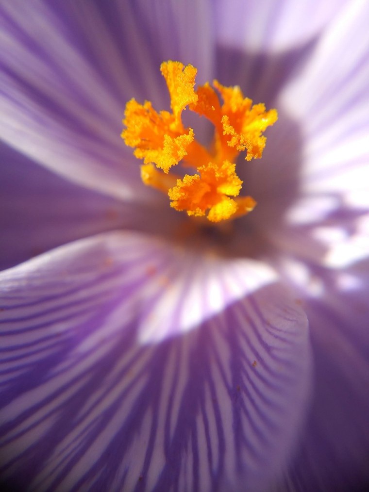 Лепестки и тычинки