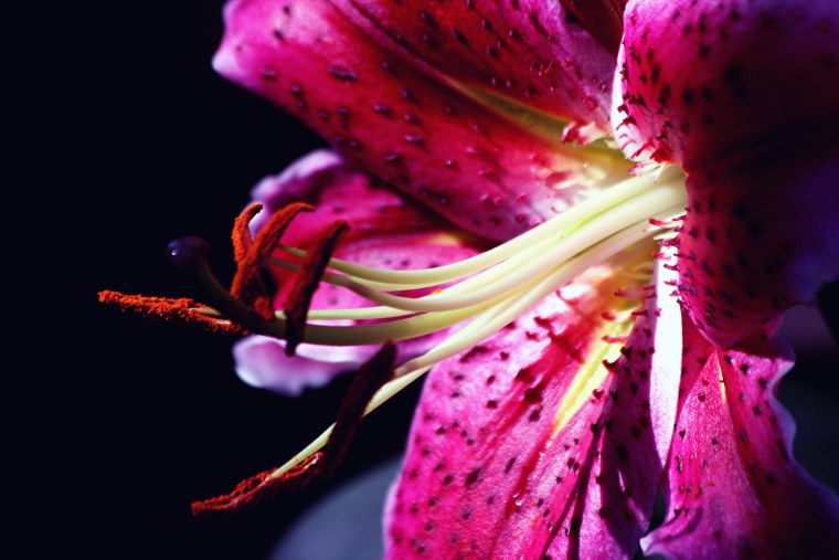 Макросъемка тычинок тюльпана