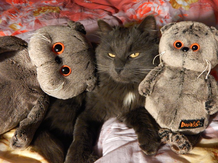 Альбом с котом Басиком