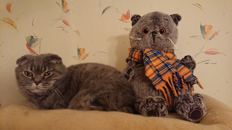 Пушин зе Кэт