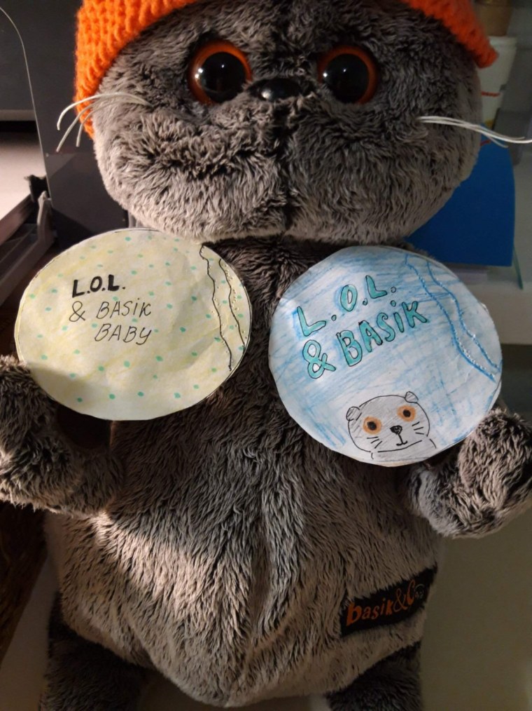 Экзотические коты