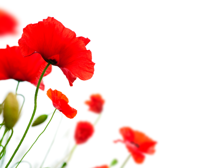 Красные маки на белом фоне