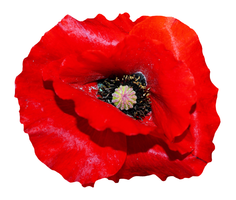 Мак на белом фоне