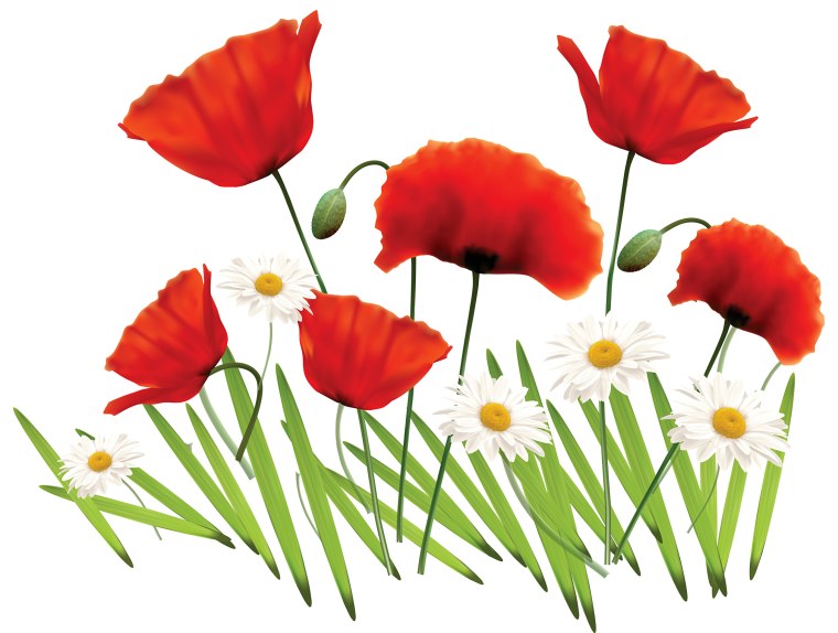 Цветы клипарт