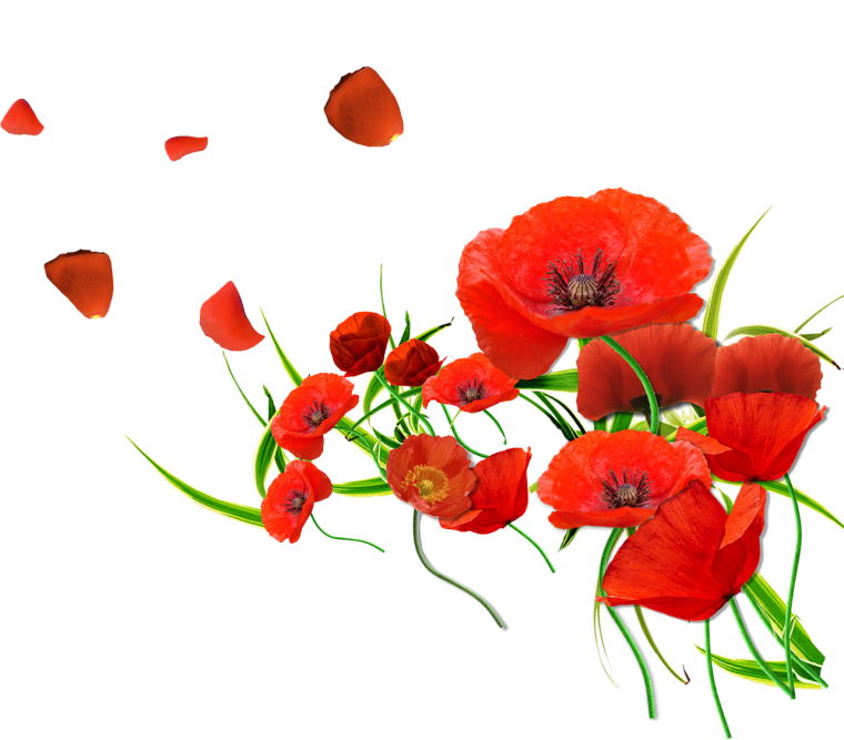 Красные цветы на белом фоне