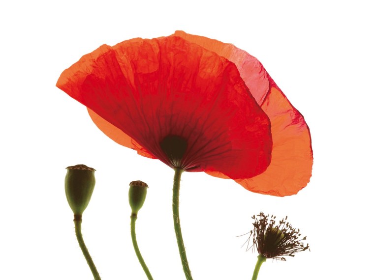 Красный Мак на белом фоне