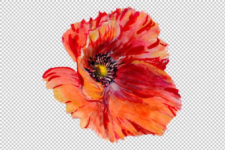 Маки акварель на белом фоне