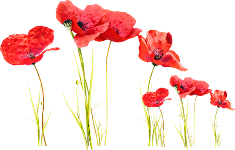 Мак на прозрачном фоне