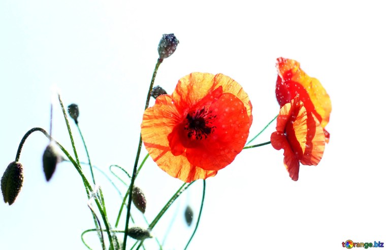 Оранжевы маки на белом фоне