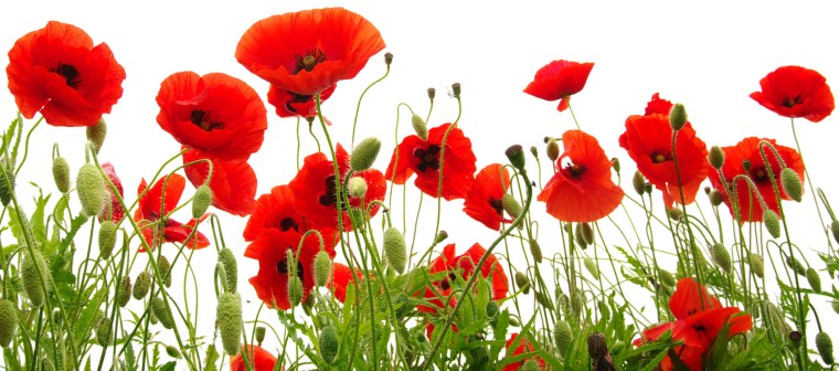 Красные маки фото