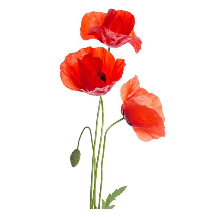 Маки Кавасэ