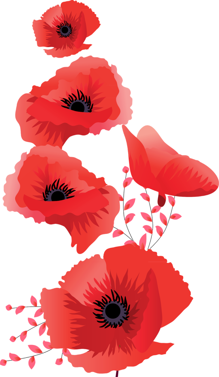 Красные цветы на белом фоне