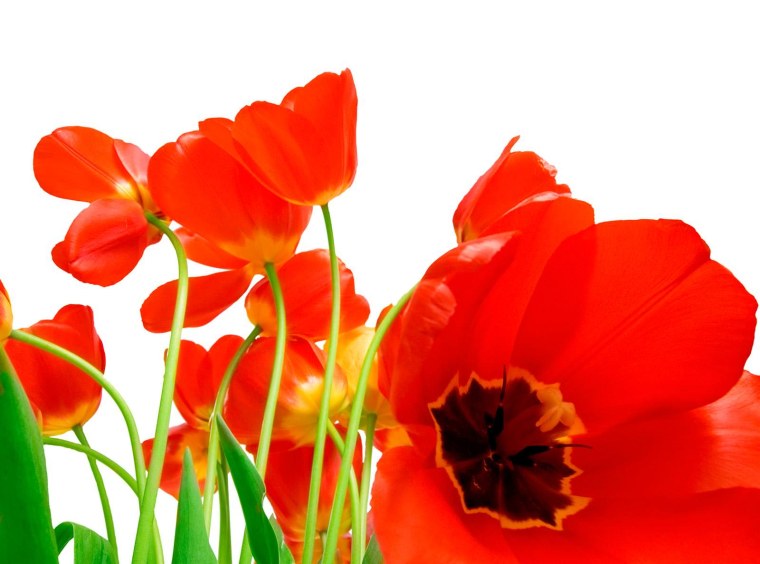 Красные тюльпаны