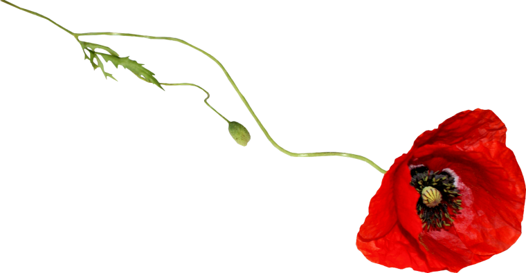 Красный Мак на прозрачном фоне
