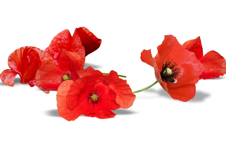 Красный Мак на белом фоне
