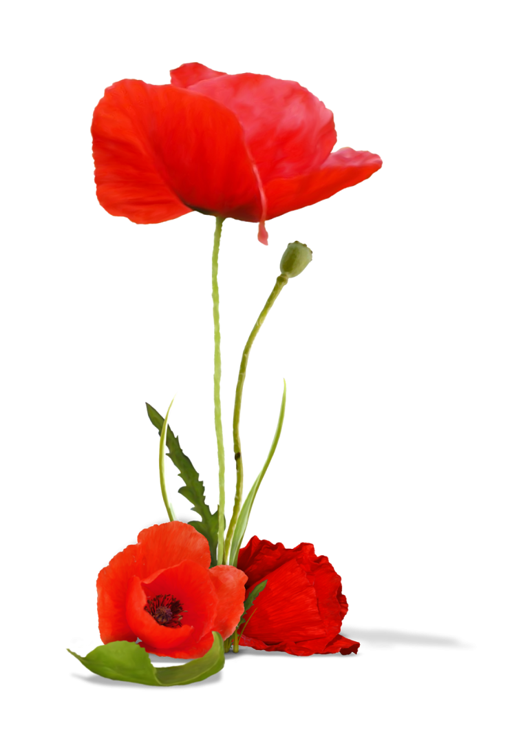 Мак картинка для детей