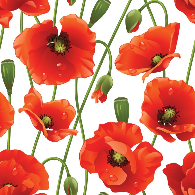 Мак на белом фоне