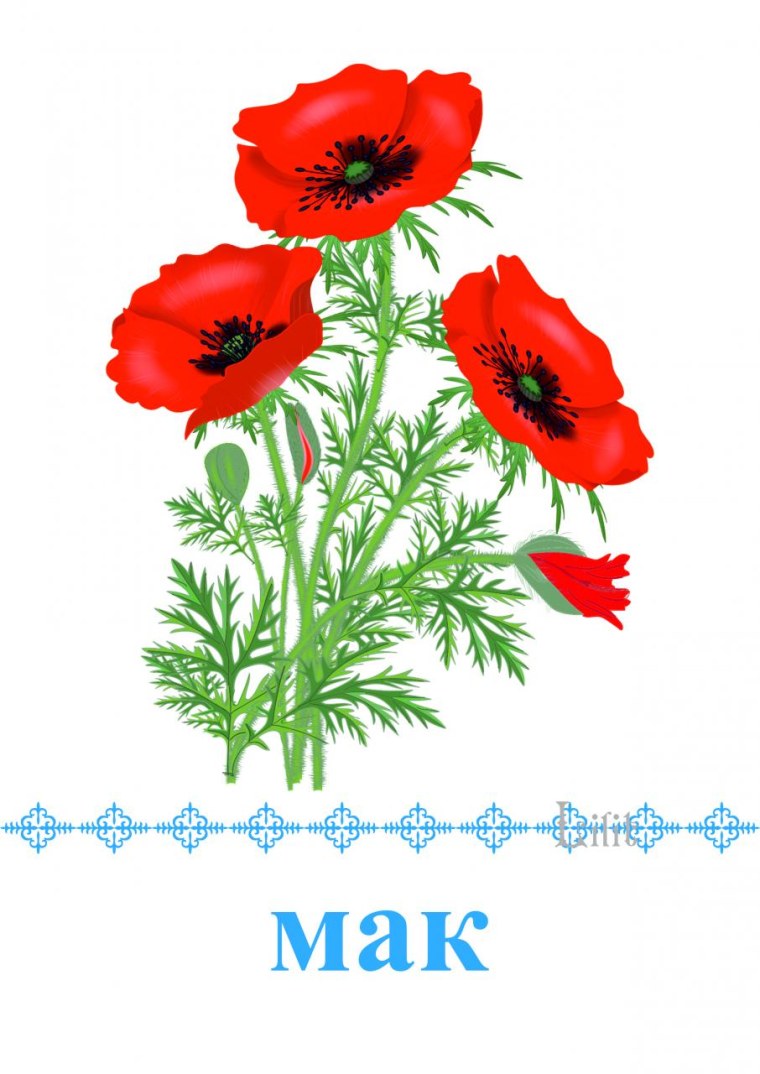 Мак для дошкольников