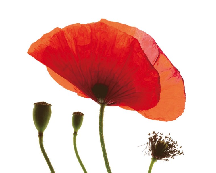 Мак на белом фоне