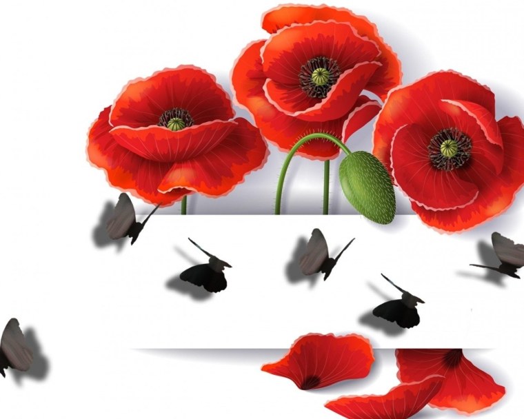 Красные маки на белом фоне