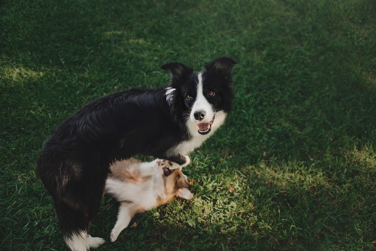 Бордер колли маленький