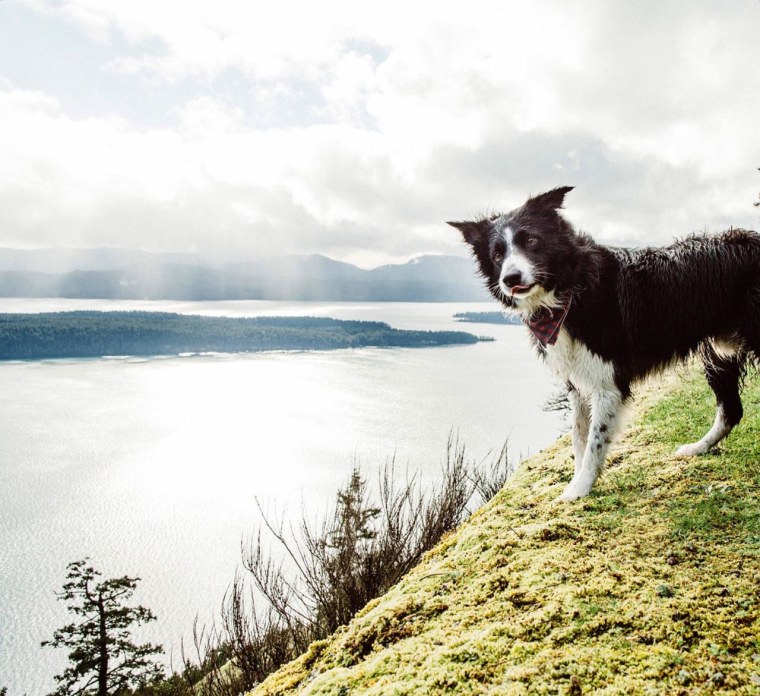 Бордер колли серфер