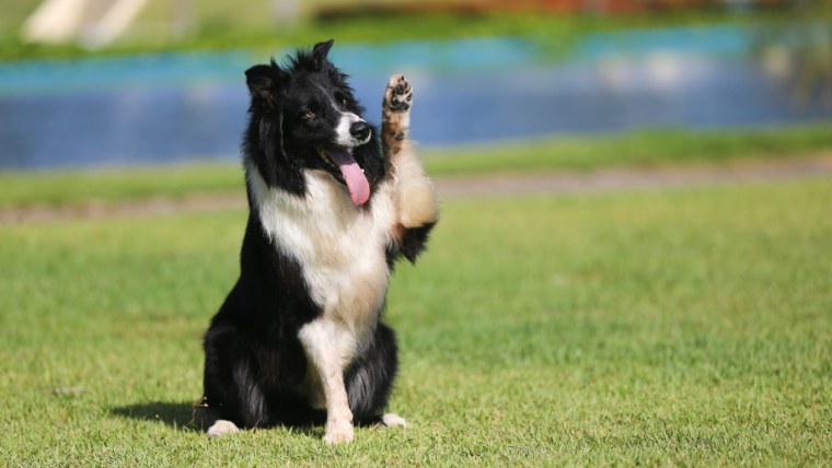 Бордер колли с банданой