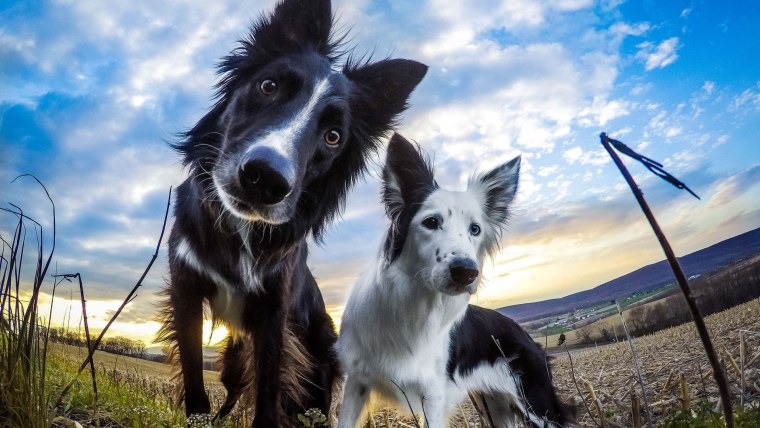 Швейцарская овчарка и бордер колли