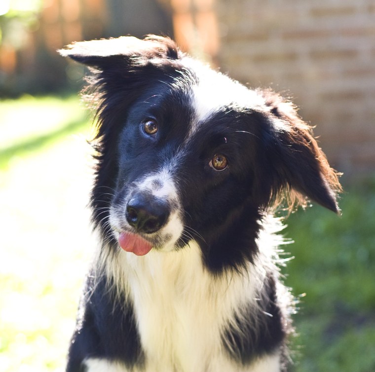 Бордер колли самец