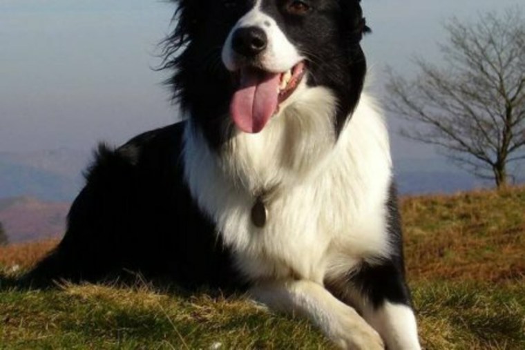 Метис бордер колли