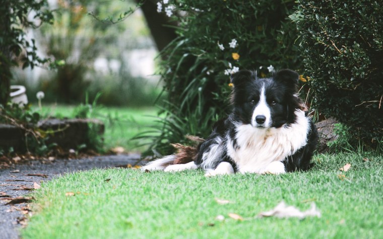 Brown border Collie on Gray background