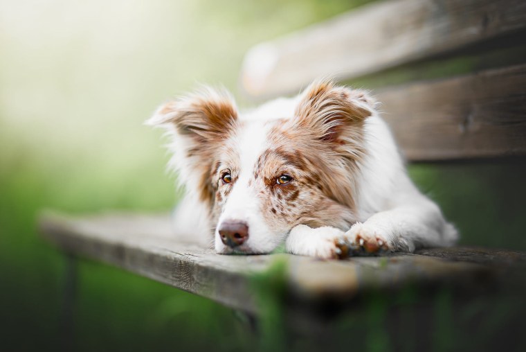 Бордер колли альбинос